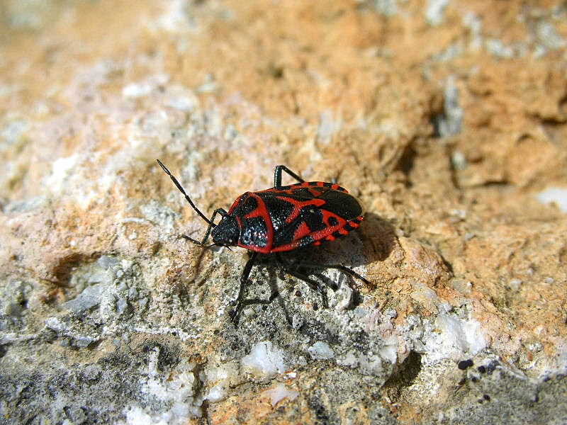 Eurydema ornatum anche in questo caso?